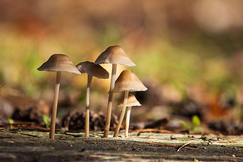 Paddenstoelen in het zonnetje van Ilona Lagerweij