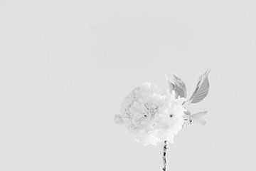 Kleine bloem