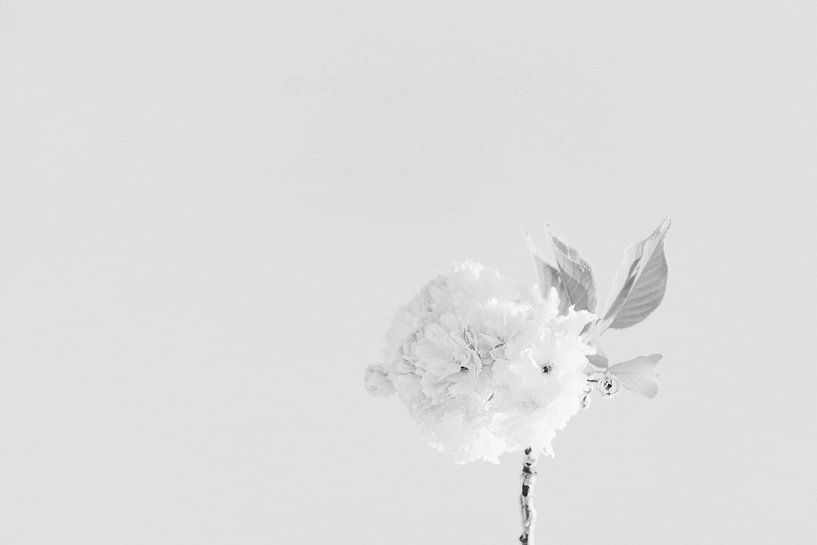 Petite fleur par Walljar