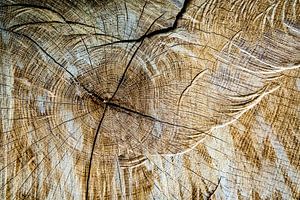 Baumschnitt und Abstrakte Struktur