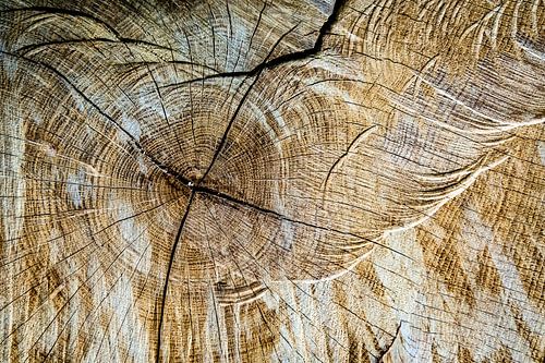 Boomsnoei en abstracte structuur