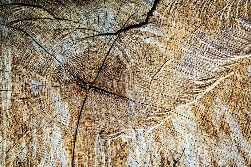 Tree pruning and abstract structure by Dieter Walther