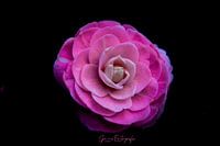 roze camelia japonica
