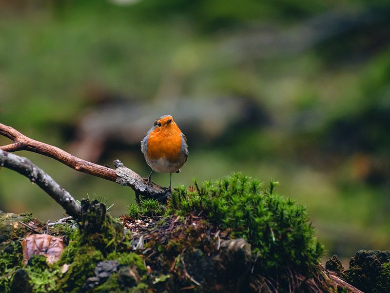 Rotkehlchen in der Veluwe von Eline Huizenga