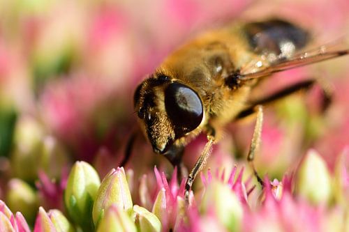 Une macrophotographie d'un papillon en vol stationnaire