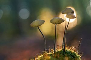 Gruppe Pilze in der untergehenden Sonne