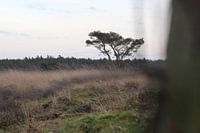 Veluwe , Posbank, Nederland