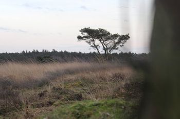 Veluwe , Posbank, Nederland