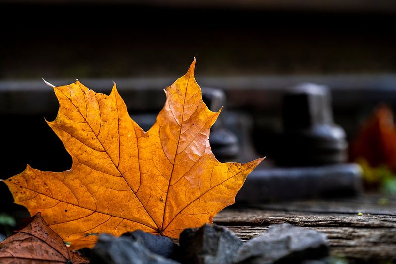 Maple leaf on railway track by Stephan Zaun