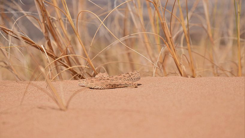 cerastes cerastes  von Tessa Mulder