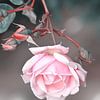 Roos in bloei van Flower and Art