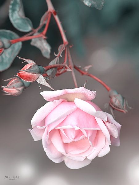 Blühende Rose von Flower and Art