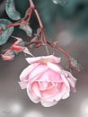 Blühende Rose von Flower and Art Miniaturansicht