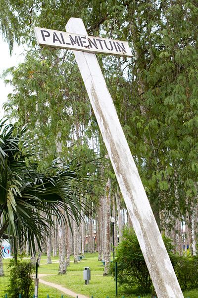 Le célèbre jardin de palmiers de Paramaribo par rene marcel originals