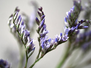 Lila Blume Nahaufnahme