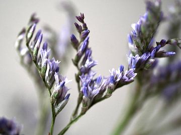 Lila Blume Nahaufnahme von Judith van Wijk