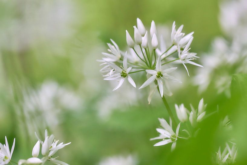 Spring flowering wild garlic by Ad Jekel
