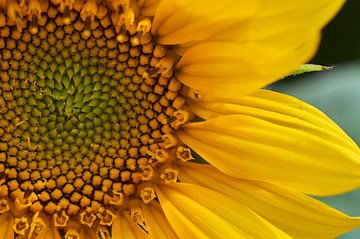 Zonnebloem van Ad Jekel