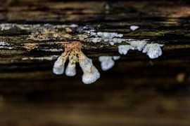 mushroom by ton vogels