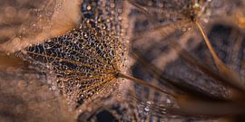 Panorama von innen: Die Tröpfchen auf dem Flusenball von Marjolijn van den Berg