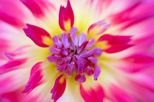 Dahlia met knalkleuren