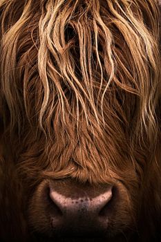 Koe, Schotse Hooglanders, portret, closeup, schotland