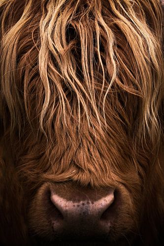 Koe, Schotse Hooglanders, portret, closeup, schotland van Desiree Tibosch