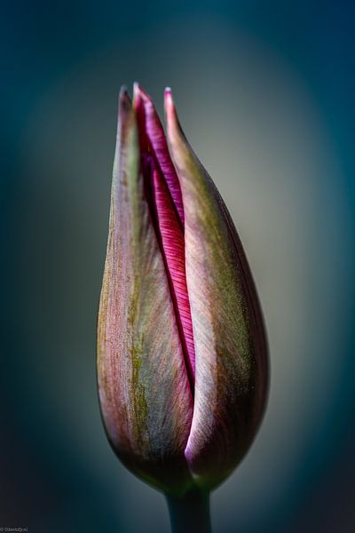 Tulpe von Arjen Uijttenboogaart
