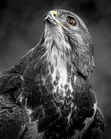 Portret van een buizerd - zwart-wit met een vleugje kleur