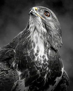 Portret van een buizerd - zwart-wit met een vleugje kleur van Gianni Argese