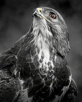 Portrait of a buzzard - black and white with a splash of colour by Gianni Argese
