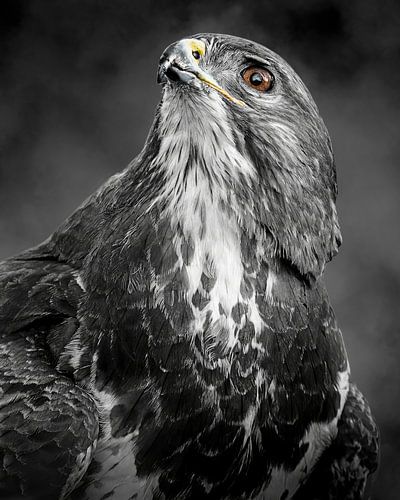 Portrait of a buzzard - black and white with a splash of colour