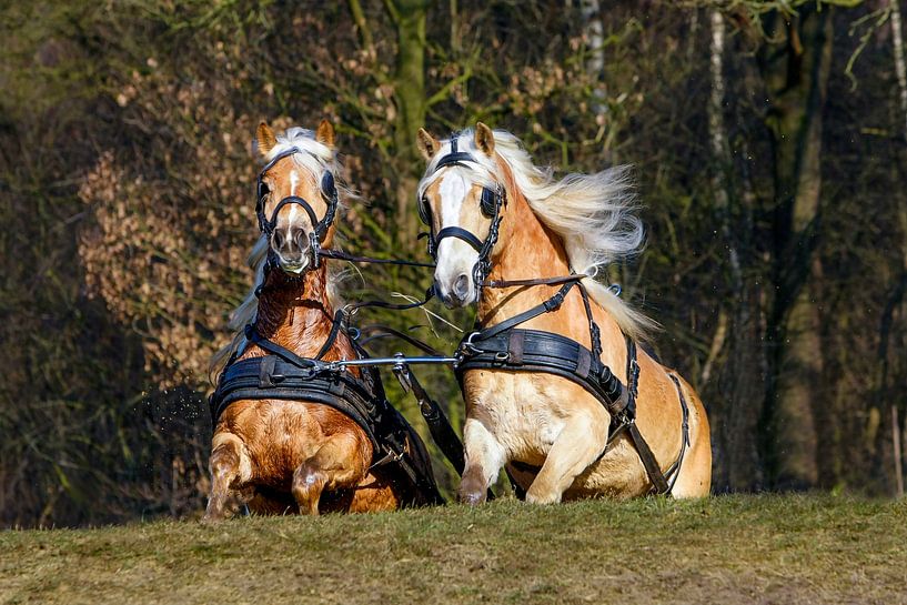 Paar Pferde kommen auf den Hügel. von Michar Peppenster