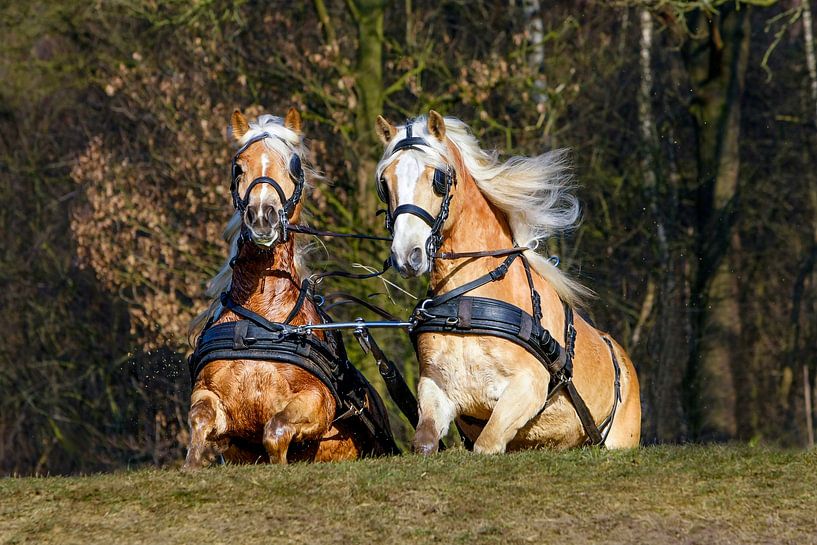 Horses come up the hill. by Michar Peppenster