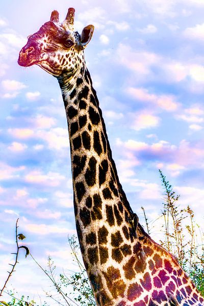 Giraffe in Afrika von Tim van Deursen