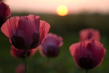 Klaproos voor zonsondergang van Urft Valley Art