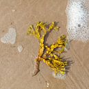 Seaweed on the beach. by Johan Zwarthoed thumbnail