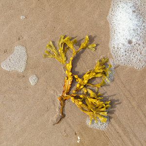 Seaweed on the beach.