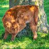 Scottish Highlander calf is 'washing' itself by FotoGraaG Hanneke