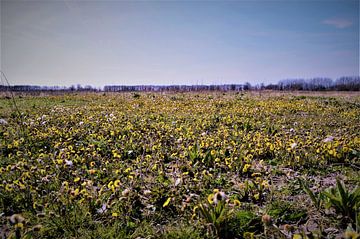 Flowerfield at nature reserve von Lisanne Rodenburg