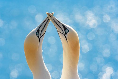 Helgoland Basstölpel