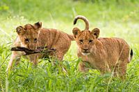 Playing lion cubs in Botswana