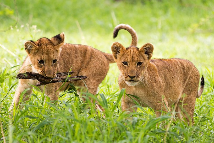 Playing lion cubs in Botswana by Britta Kärcher