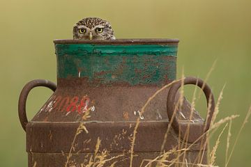 Tawny owl looks out rusty old milk churn by Jeroen Stel