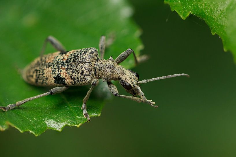 Beetle on a leaf by Luis Boullosa