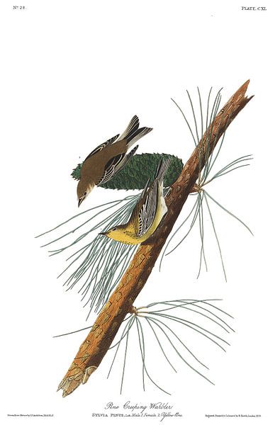 Paruline des Pins par Birds of America