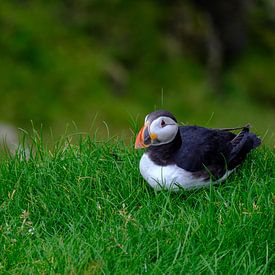 Papageientaucher im Gras von JeTi
