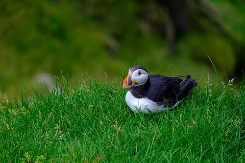 Papageientaucher im Gras