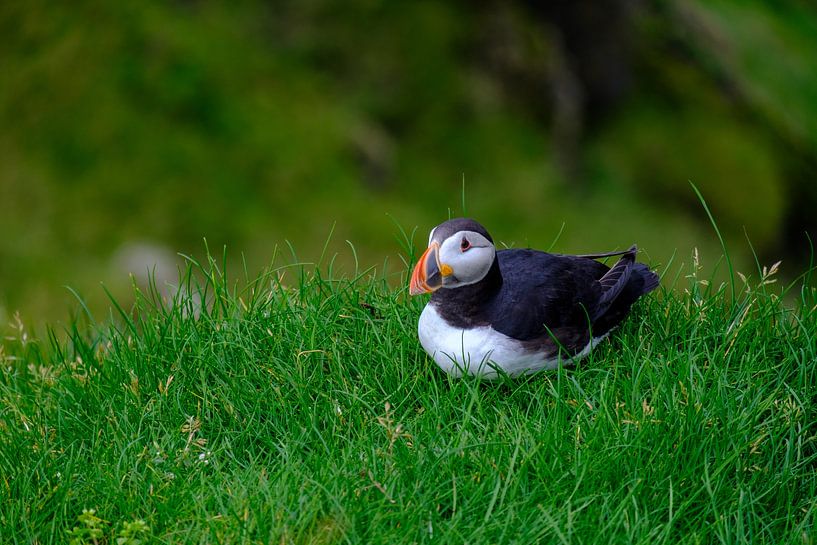 Papageientaucher im Gras von JeTi