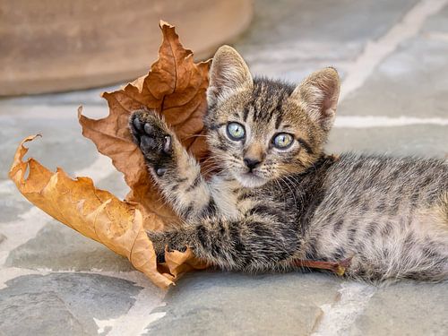 Cute Kitten and a Leaf